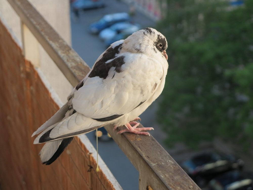 Weekly Photo Challenge: My 2012 in Pictures&nbsp;(Retrospective)