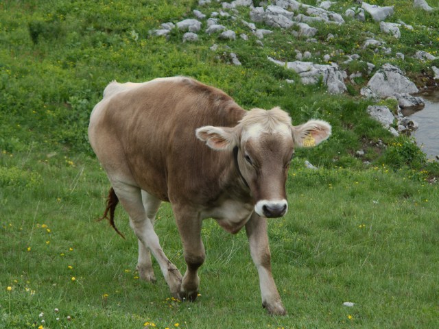 IMG_0114_V1.krava_manja