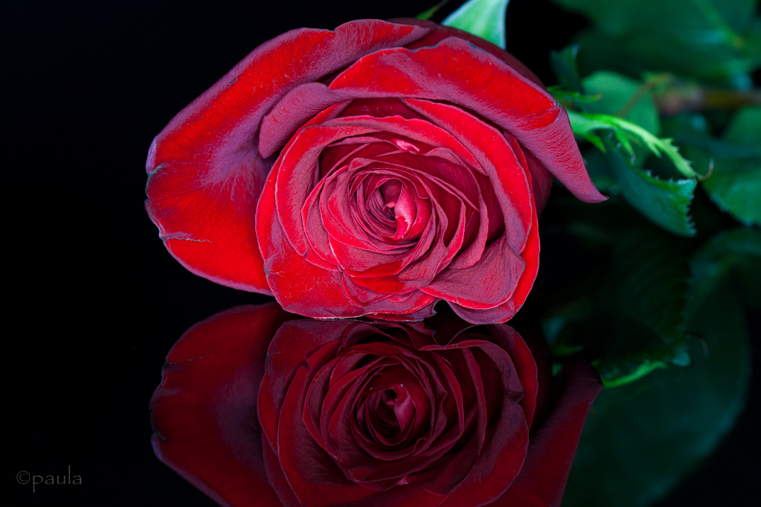 ruza_kiss-1-dust-25postoVelicine