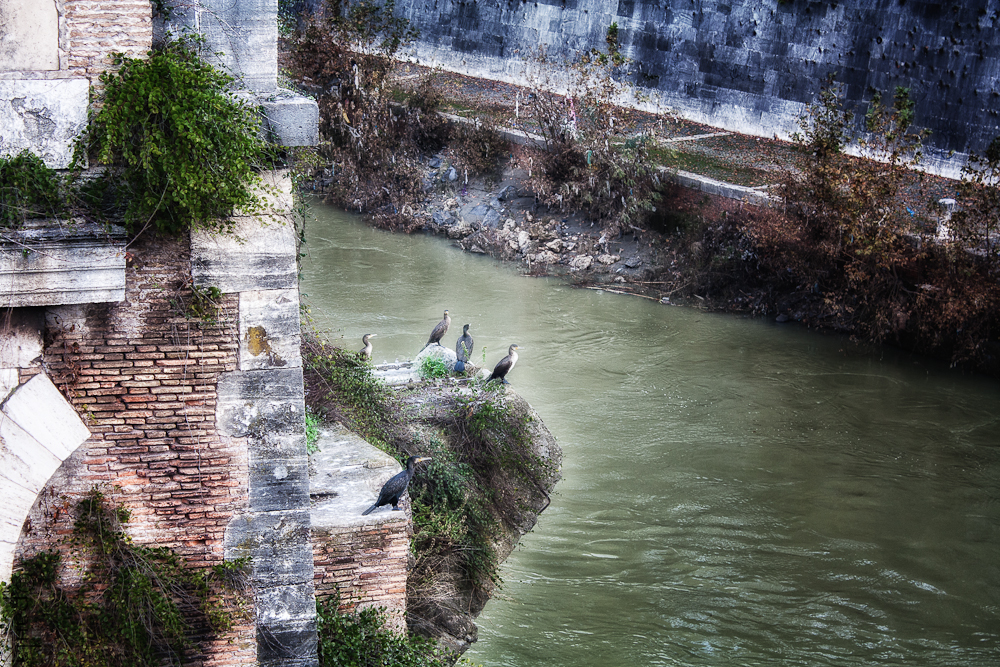 uccelli_ponterotto-1