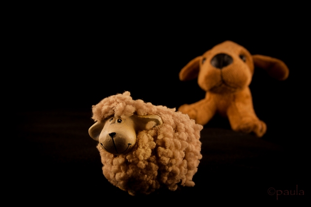 pas i ovca_boja