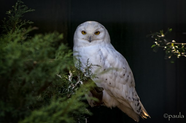 white owl