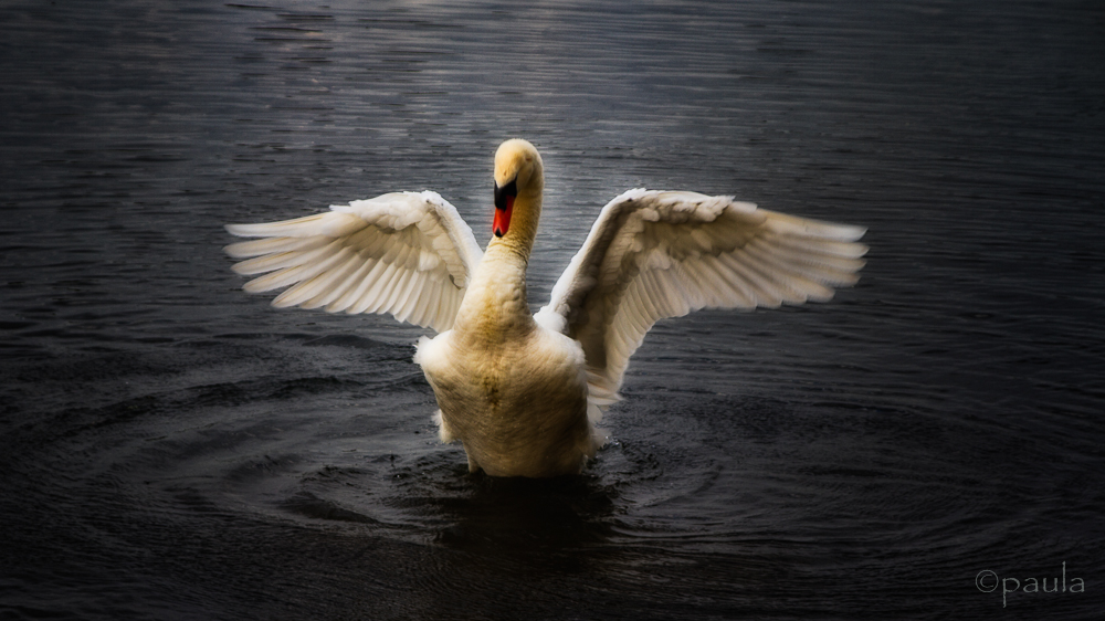 swan_wings