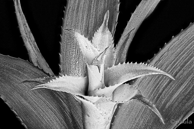 bromelia_dc_b&w