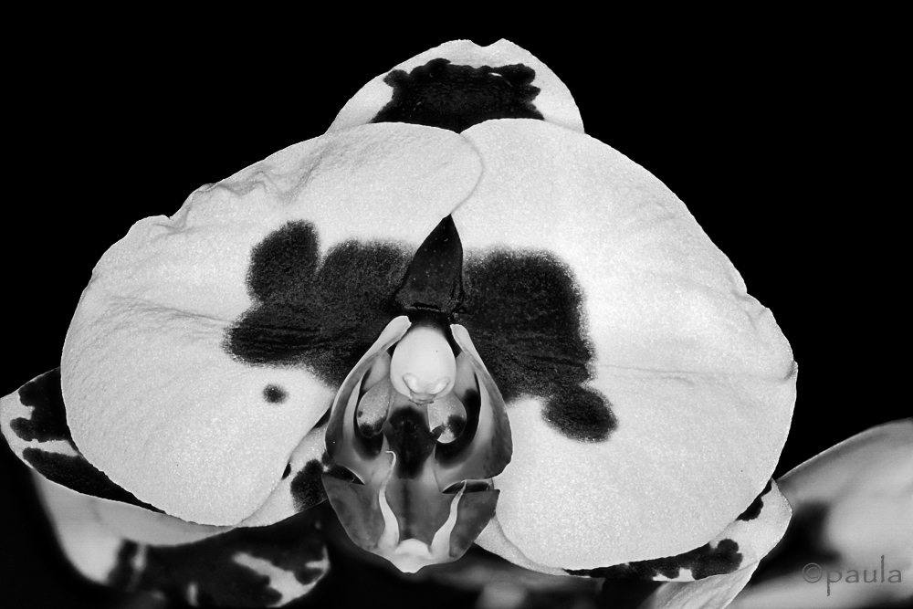 orchid_b&w