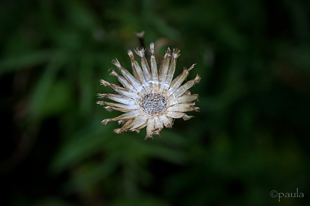 paltry flower