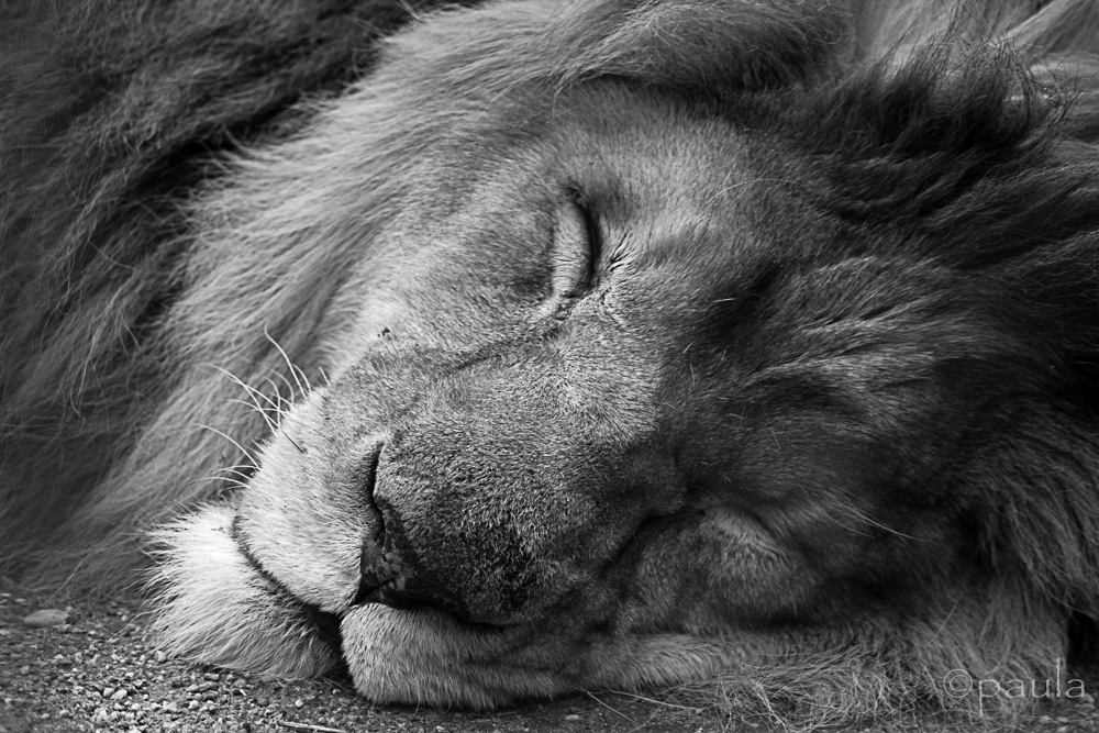 sleeping lion_b&w