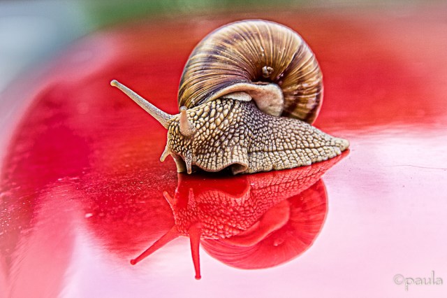 slug