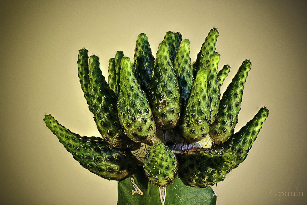 kaktus_foc stack-anal