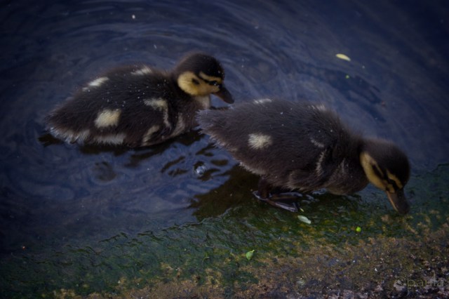 ducklings