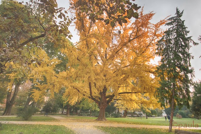 foggy morning_ginkgo