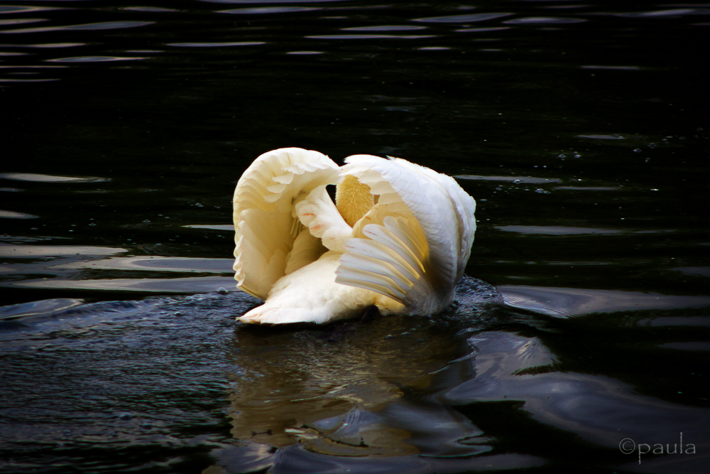 swan HP