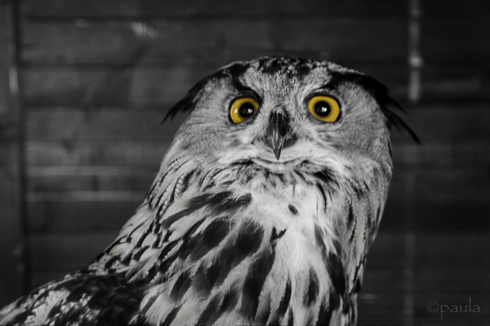 Black & White Sunday:&nbsp;Surprise