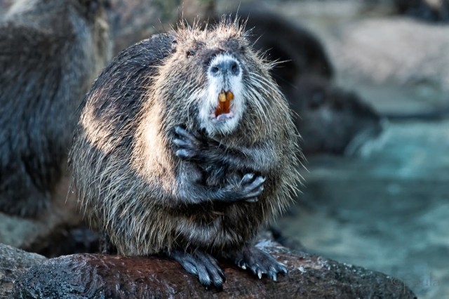 NUTRIA_nova