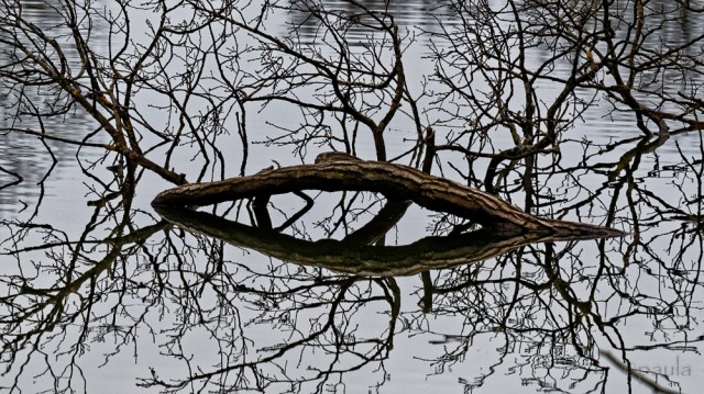 grane_jezero_maksimir