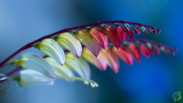 flower rainbow-potpis_rgb