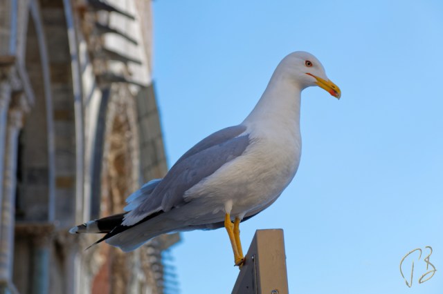 galeb pogled dolje-1_potpis