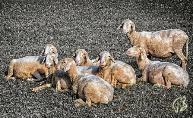 ovce_reunion-1_potpis