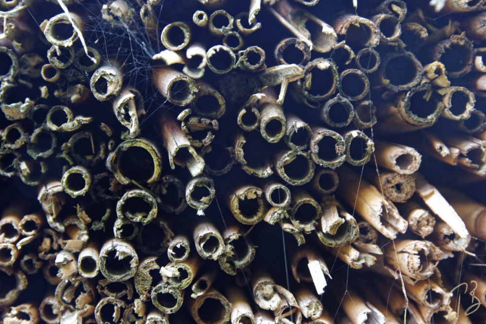 Thursday’s Special: Organised&nbsp;Noise