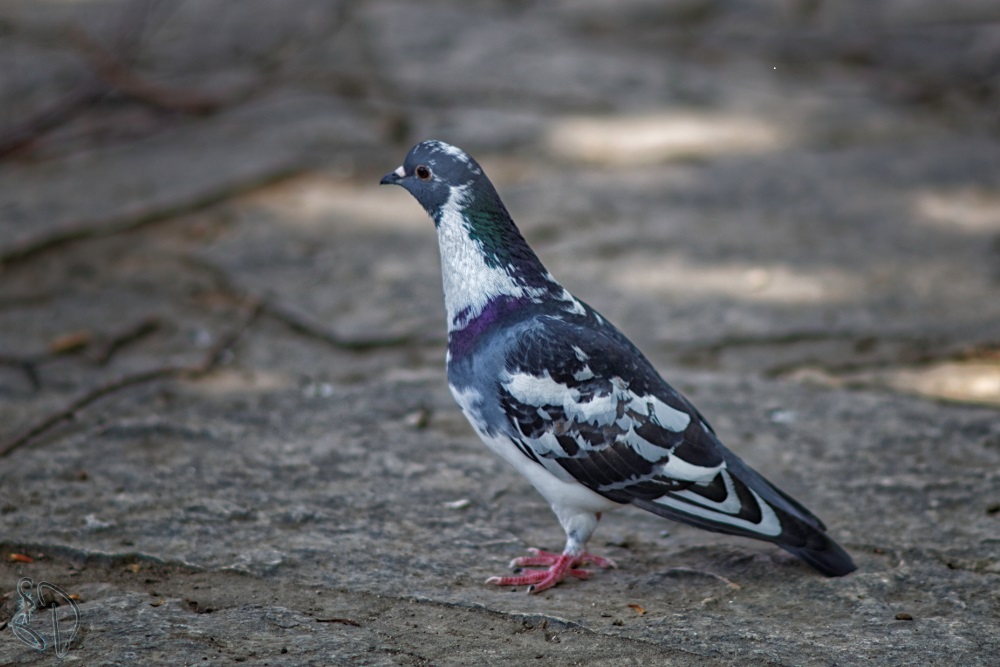 city-dweller_glam_popis_flipped