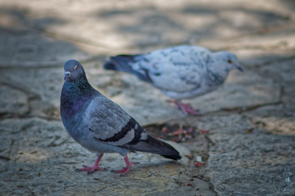 city dweller_treci_potpis