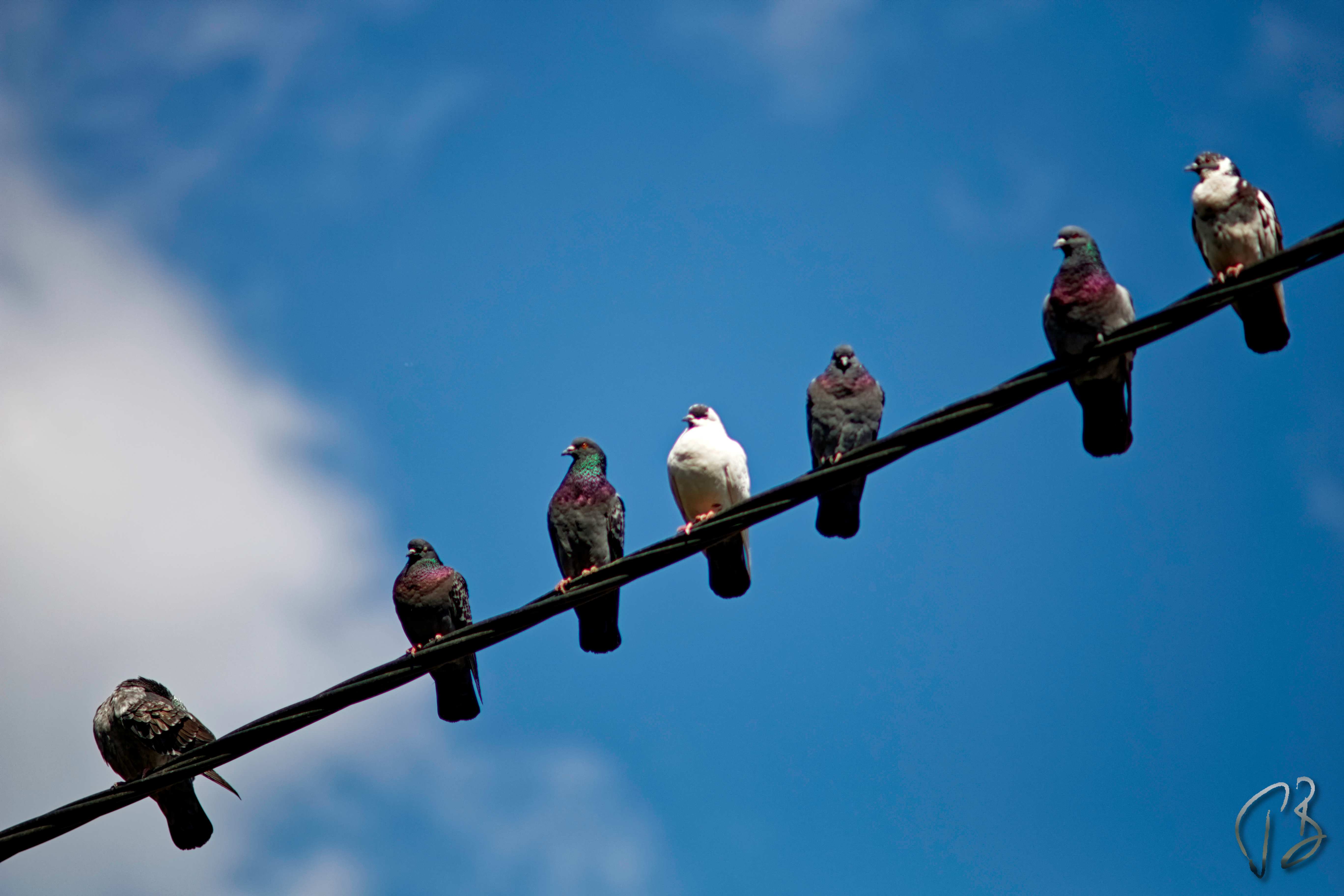 city dwellers_cable_potpis