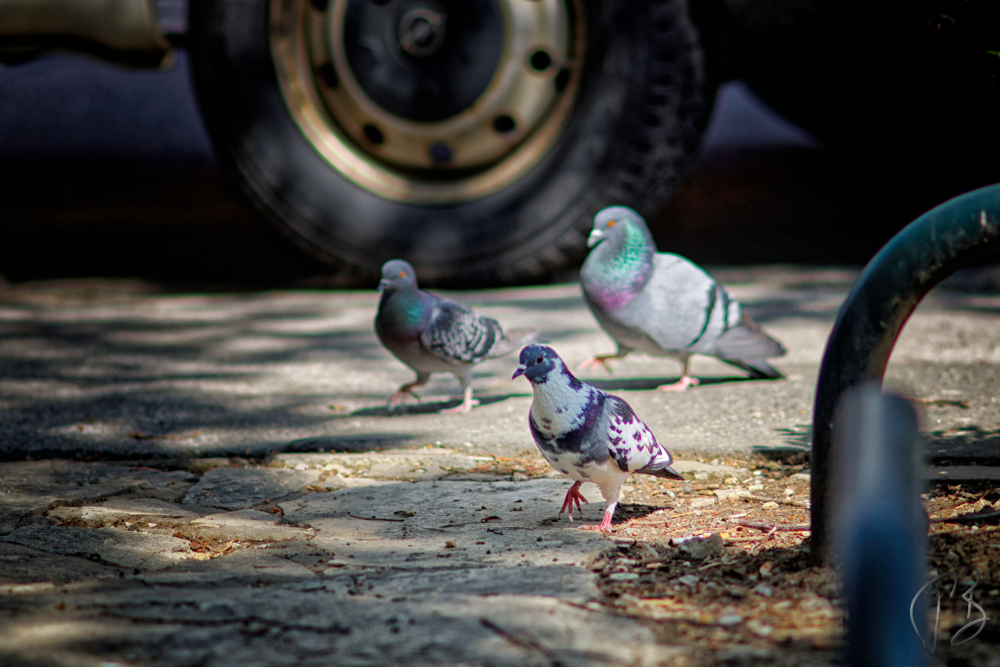 city dwellers_potpis