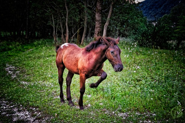 konjic plese-1_scale