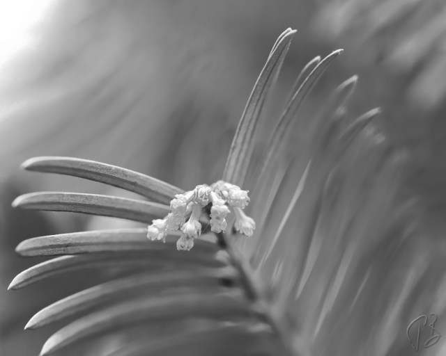 delicate plant_finer-1_potpis_scale