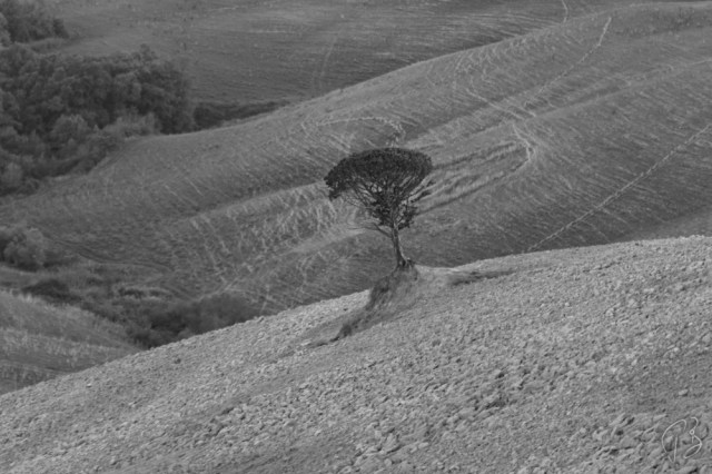 drvo volterra b&W drugi-1_potpis_scale