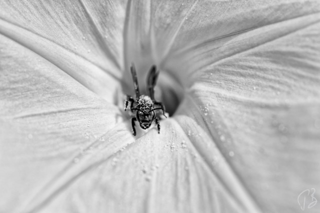 pcela delicate-1_potpis_scale