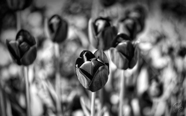 tupilani_crnobijeli-1_potpis_scale