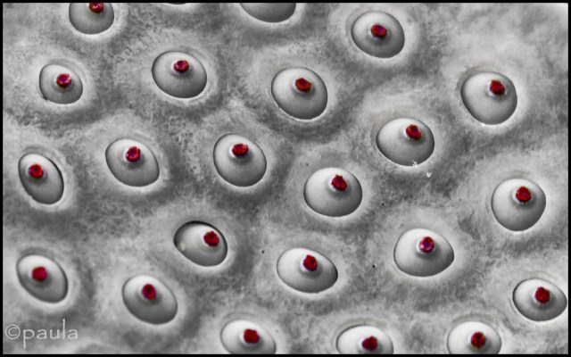 crazy pattern_MANJI CROP