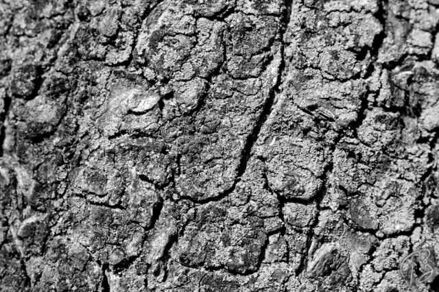 texture_bark_b_w-1_potpis scaled