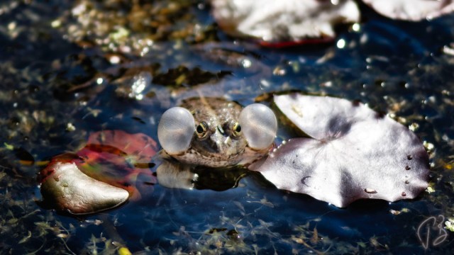 zaba s mjehurima-1_potpis