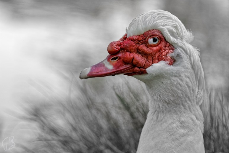 Manipulation ©Paula Borkovic patka profil_sc-1potpis_resized