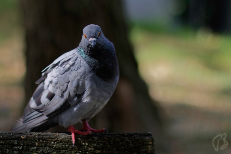 golub_novi-1._potpis_scale