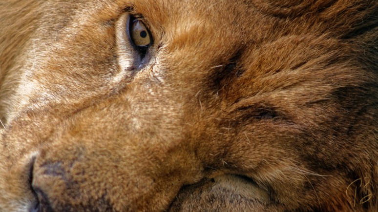 IMG_0877_NeDirajLavaDokSpava_DxO_potpis