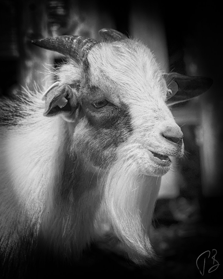 jarcic monochrome crop drugi-1_potpis_scaled-np