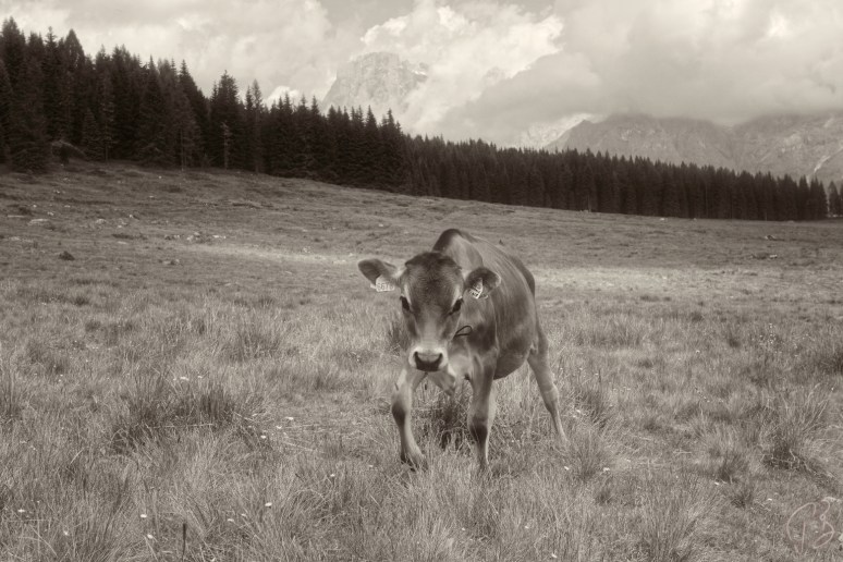 kravica rina monochrome-1_potpis_scale