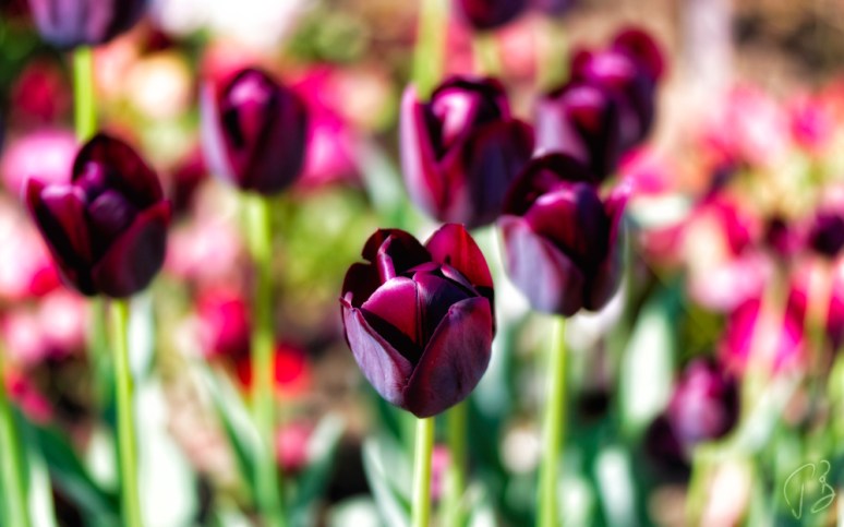 tupilani boja-1_potpis_scale