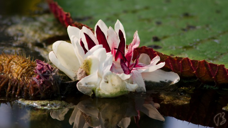 Victoria_amazonica_IMG_0096_V1-potpis
