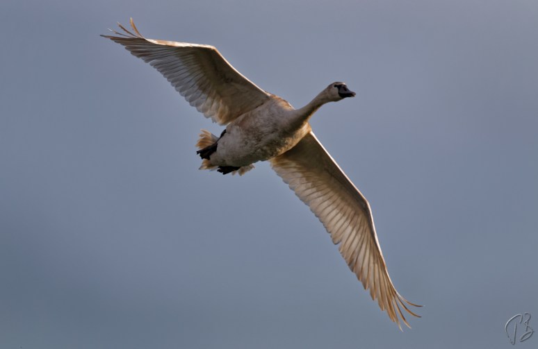 labud-leti-1_potpis_scale