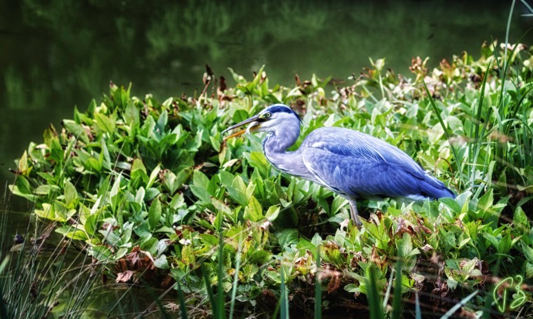 zdral-s-ribom_crop-drugi-1_bb_potpis_scale