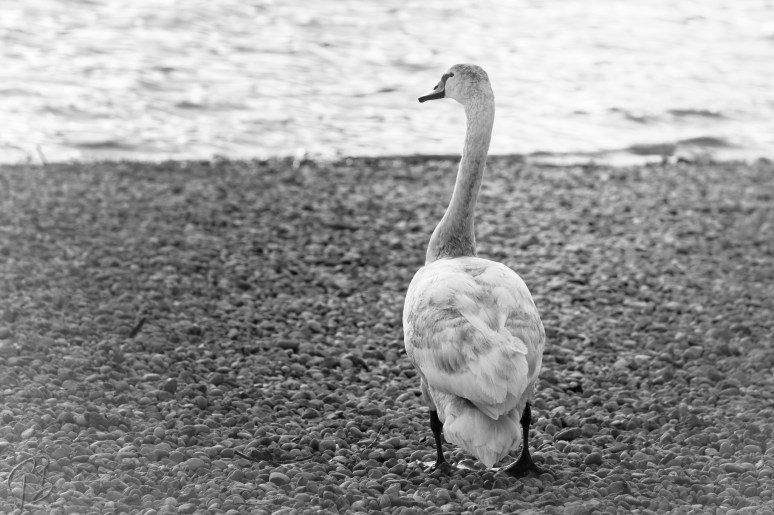 labud-relaxing-mono_drugi-1_potpis_resize