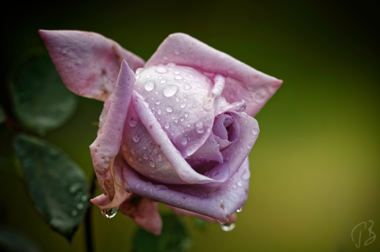 ruza-mokra-1_potpis_scale