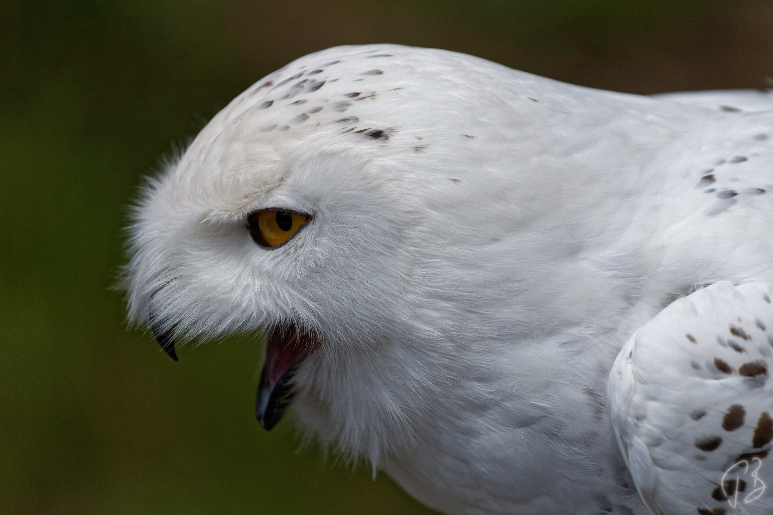 bijela-sovica_profil-1_potpis_scale