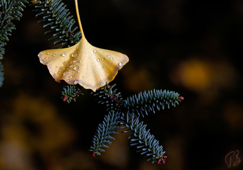 ginkgo-mix2-1_potpis_scale