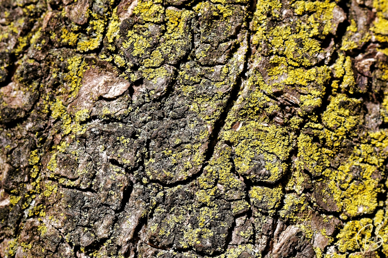 texture-bark-1crop_potpis_scale