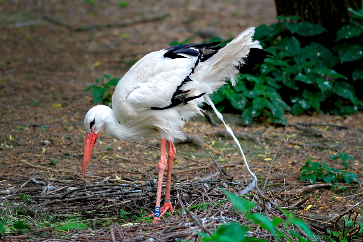 three-legged-stork-1_potpis_scale
